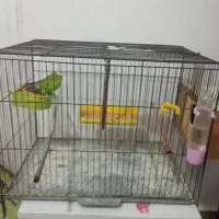 مرغ عشق با قفس|پرنده|کارون, |دیوار