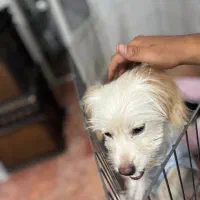واگذاری رایگان نژاد پودل
