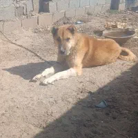 سگ سرابی 2ساله