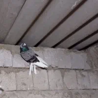 کبوتر|پرنده|قشم, |دیوار