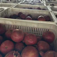 انار سردخانه|عمدهفروشی|ساوه, |دیوار