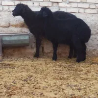 ۶راس میش بره دار بره بزرگ گوسفند آبستن