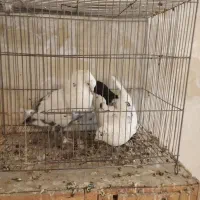 دمبی|پرنده|مبارکه, |دیوار