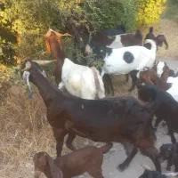 فروش ۷ راس بز پاکستانی ک ۸ راس کهره دارن ۴ راسش دو|حیوانات مزرعه|کازرون, |دیوار
