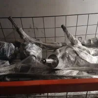 جعبه فرمان اردی واریسان