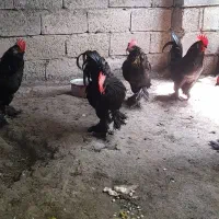 فروش خروس پا پر