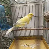 قناری نر|پرنده|اصفهان, کلمان|دیوار