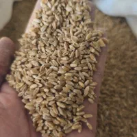 گندم آبی بوجار شده