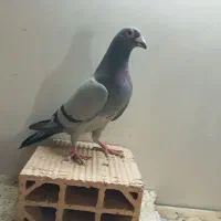 یکجفت کفتر پلاکی هلند|پرنده|بهارستان, |دیوار