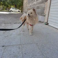 سگ پامر