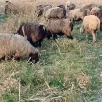 ۴۲ راس میش آبستن گلون دار