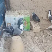 دمگیر نر و ماده