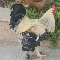 خروس ومرغ محلی