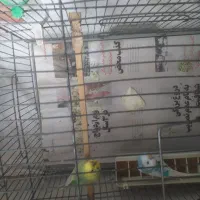 یک جفت مرغ عشق بالغ