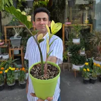 متنوع ترین گیاهان آپارتمانی با در نظر گرفتن جیبتون|گل و گیاه طبیعی|رشت, رودبارتان|دیوار