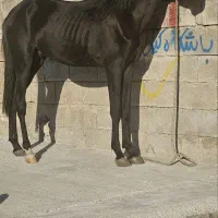 کره نریون|اسب و تجهیزات اسب‌سواری|بهبهان, |دیوار