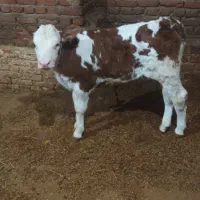 گوساله سیمیتال درجه یک ماده|حیوانات مزرعه|سراجو, |دیوار