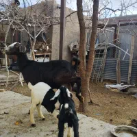 بز سانن با دو بزغاله نر|حیوانات مزرعه|مود, |دیوار