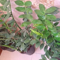 سه تا گل زینتی زیباپرپشـت خوش قدوبالا