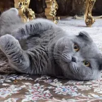 گربه های نر به منظور جفتگیری|گربه|تبریز, |دیوار