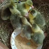 جوجه غاز اوکراینی و محلی( یک هفته ای)