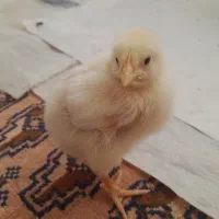 پخش جوجه سیستان و بلوچستان