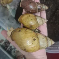 حلزون آچاتینا