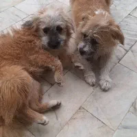 سگ پیدا شده