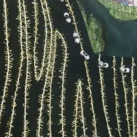 لباس محلی|لباس|لردگان, |دیوار