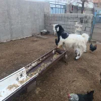 بزغاله بذری لنگ سه قلو و درشت