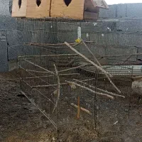 قفس پران ولانه عروس هلندی|لوازم جانبی حیوانات|رامسر, |دیوار