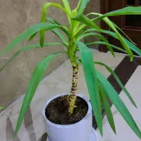 گل های آپارتمانی