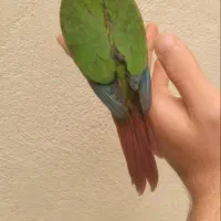 فروش عروس هلندی خرید تخم نطفه دار