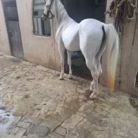 اسب|اسب و تجهیزات اسب‌سواری|یزد, |دیوار