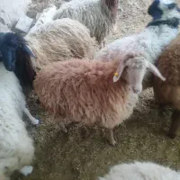پخش گوسفند زنده دارای پلاک بهداشت و دامپزشکی