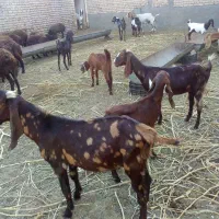 فروش،معاوضه10راس بزپاکستانی،درشت،سنگین وزن،3قلوزا|حیوانات مزرعه|فریمان, |دیوار