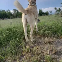 سگ سرابی|سگ|ویلکیج, |دیوار
