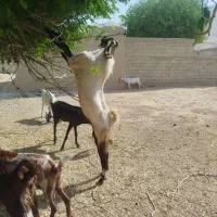 پازن مست گله رون|حیوانات مزرعه|رامهرمز, |دیوار