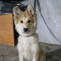 سگ نژاد ژرمن اصیل توله ۴ ماهه|سگ|شهریار, کهنز|دیوار