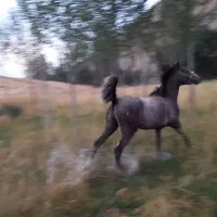 اسب عرب ، کره اسب عربی