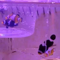 جفت دلقک ماهی آب شور