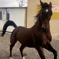 اسب عرب مصری یک سر وارداتی|اسب و تجهیزات اسبسواری|میانه, |دیوار