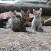 واگذاری گربه