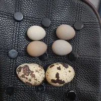 تخم نطفه دار بلدرچین مینیاتوری