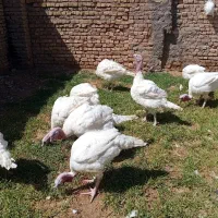 بوقلمون بزرگ و جوجه بوقلمون گوشتی