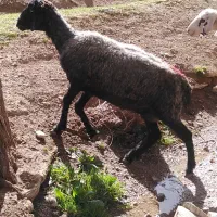 یک راس میش بره دار