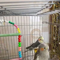 فروش یک جفت عروس هلندی باهوش+قفس+لانه