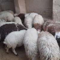 بره نر وماده