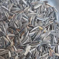 تخمه ریز مخصوص انواع طوطی ملنگو کاسکو عروس هلندی و