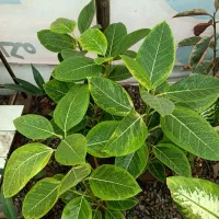 حراج گل های آپارتمانی
